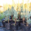 Pinus sylvestris 'Fastigiata'  1